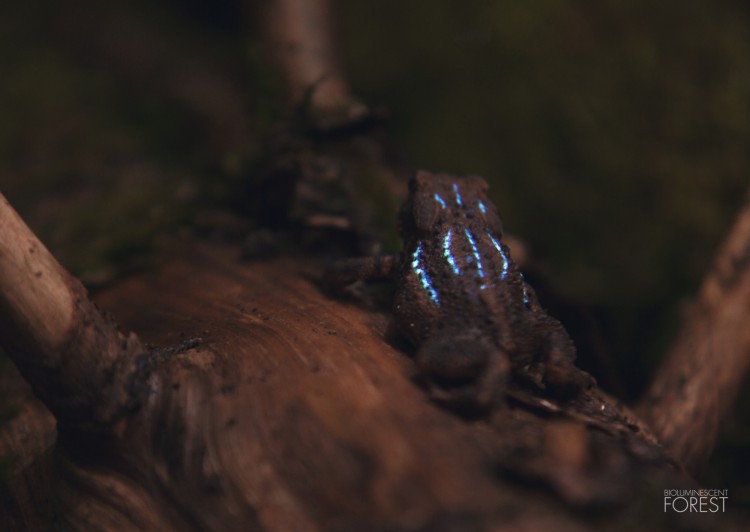 Bio-luminescent Forest - Crapaud