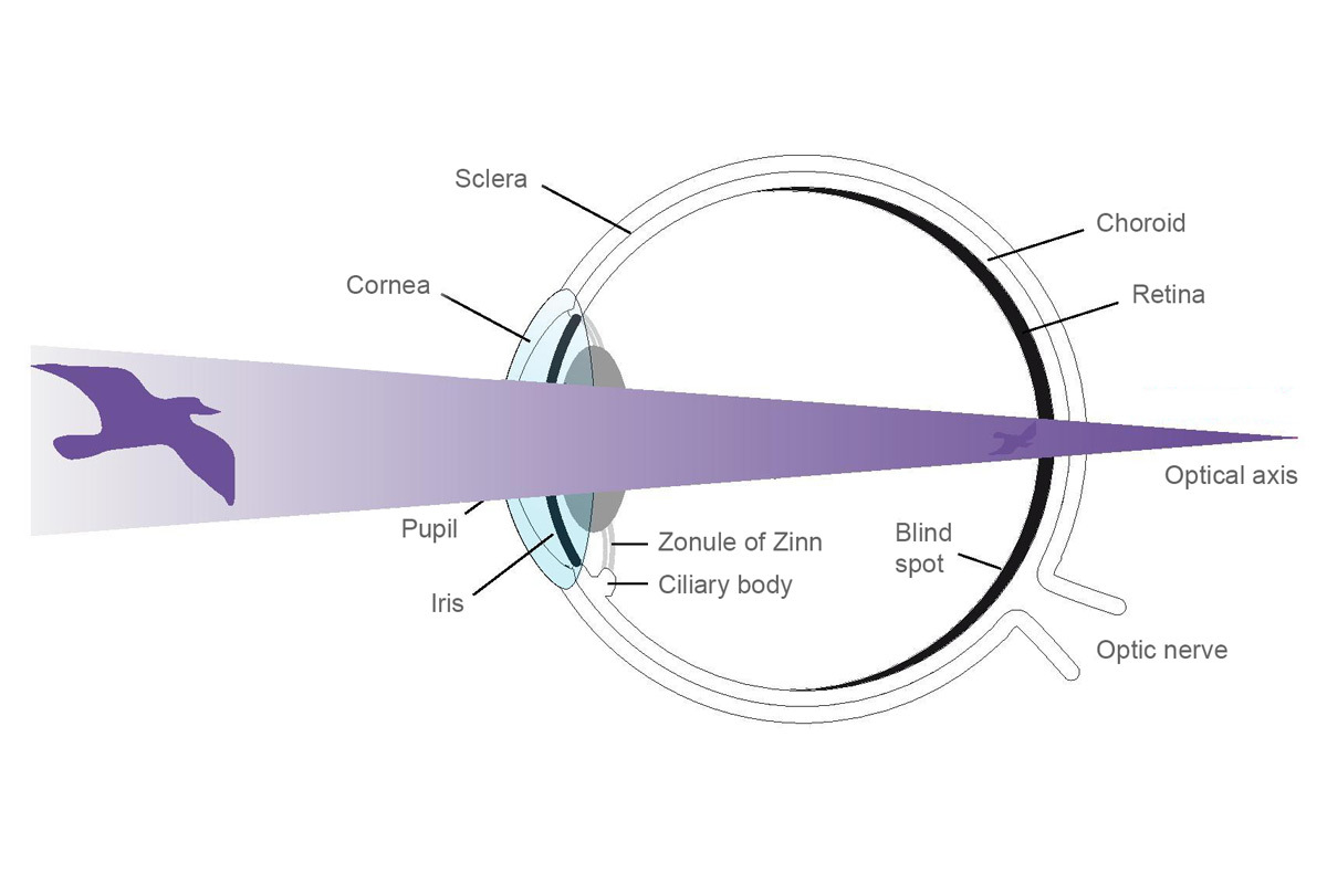 Do LED lights cause retinal damage Separating fact from fiction